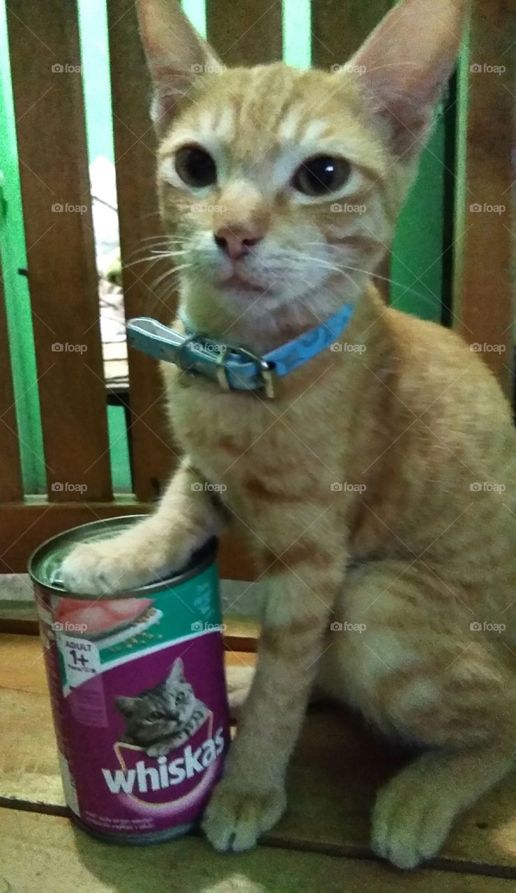 this photo signifies that my pet is introduce the food ..his showing to people to buy whiskas