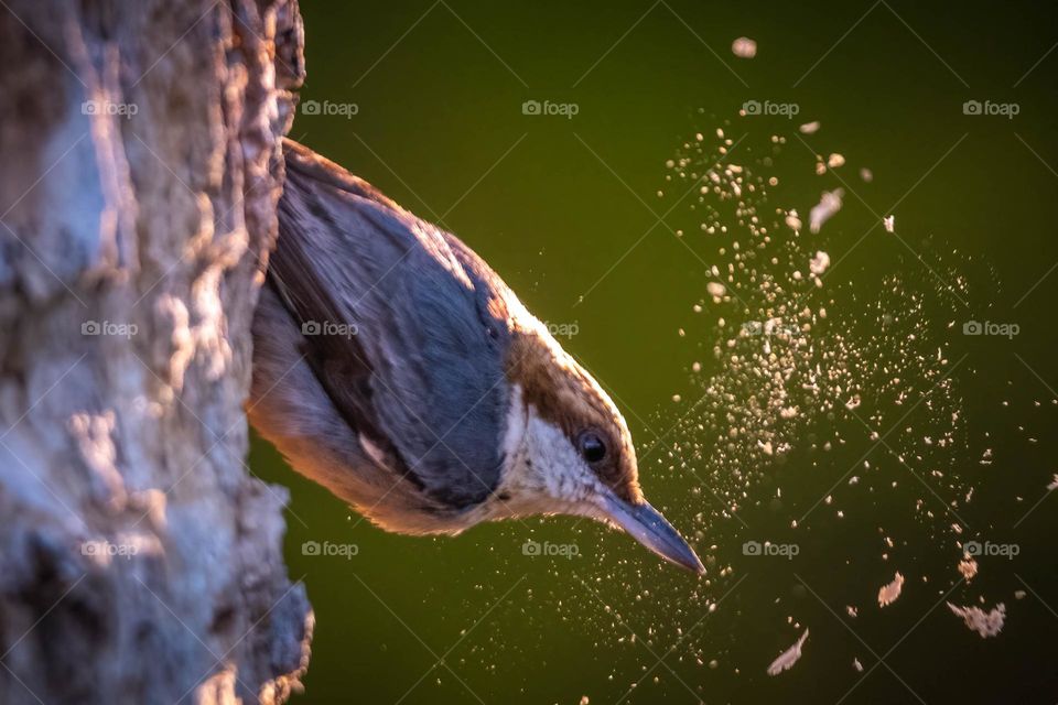 A brown-headed nuthatch fervently works on making a home in I dead tree. 