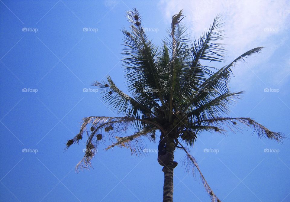 Man climbing tree in Nigeria