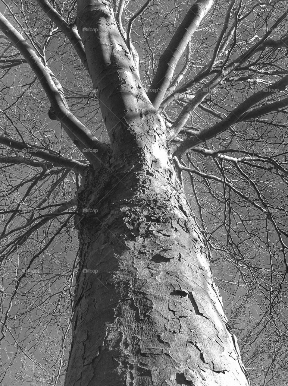 Close up of a tree in black and white