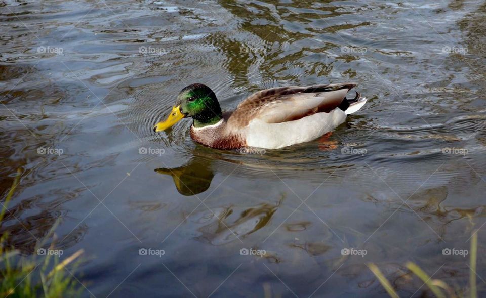 Male mallard duck swimming in water