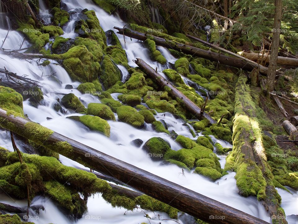 The mountain cold and fresh waters of Clearwater Falls rushing over moss covered rocks and slick wet logs on a sunny spring morning in Southwestern Oregon. 