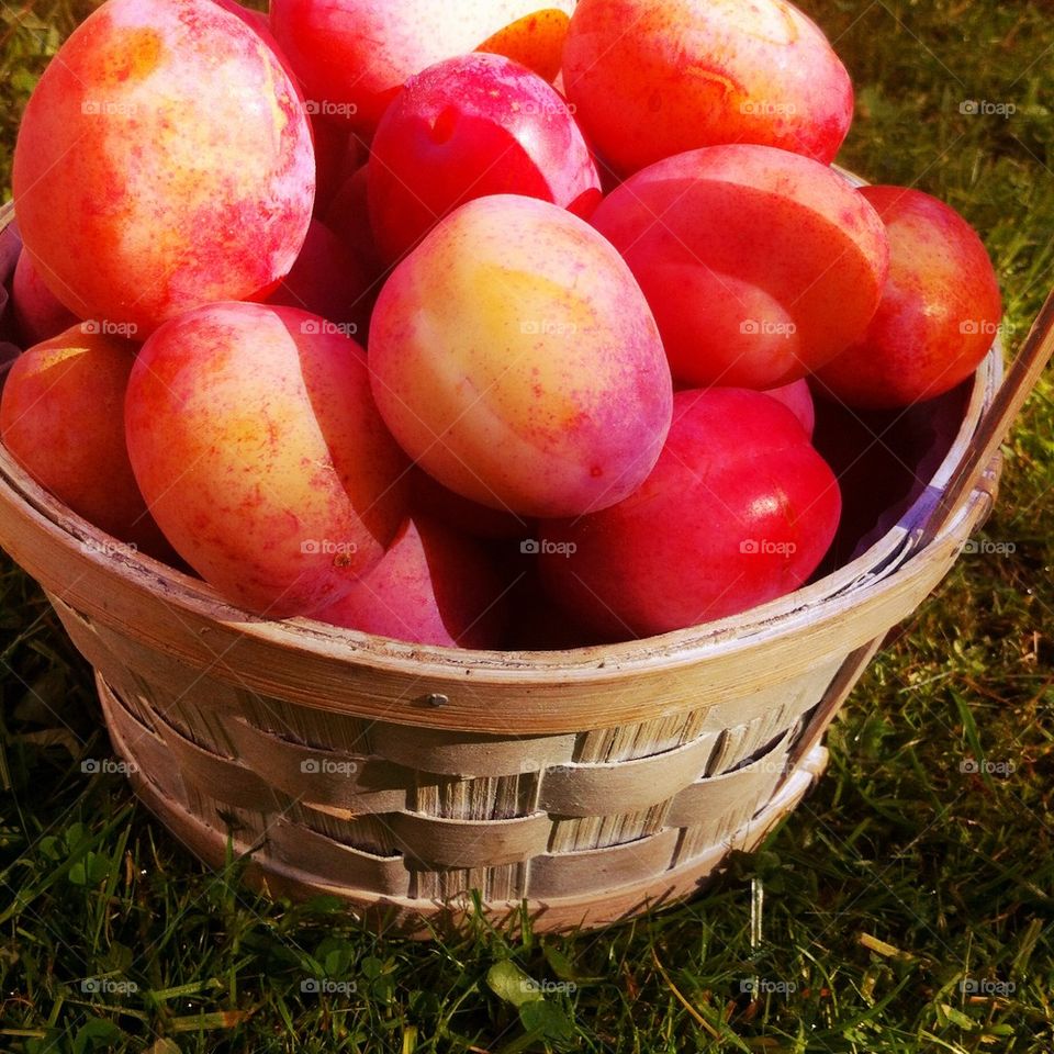Wooden basket with fresh plums.