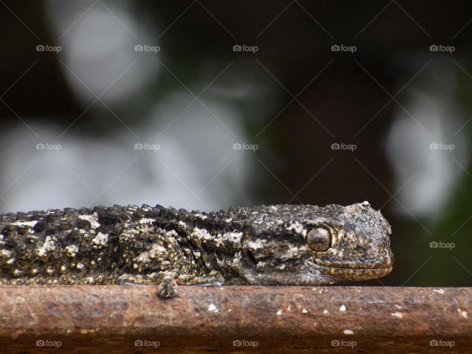 Lizard seen from the ground 