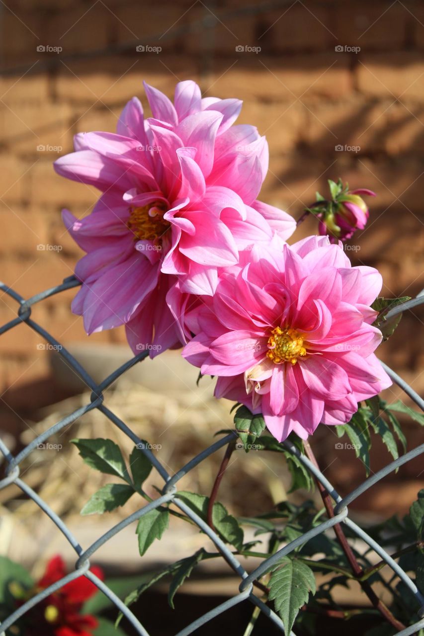 beautiful sunflower 🌻🌻