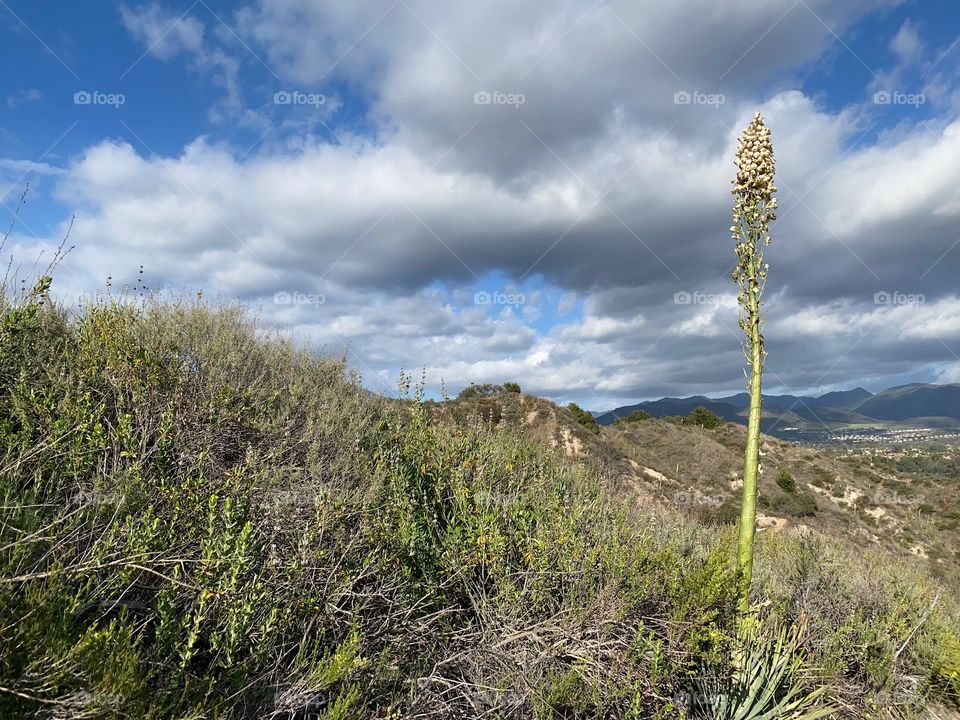 A afternoon hike on the Spaulding Trail in early spring with yucca plant in bloom.
