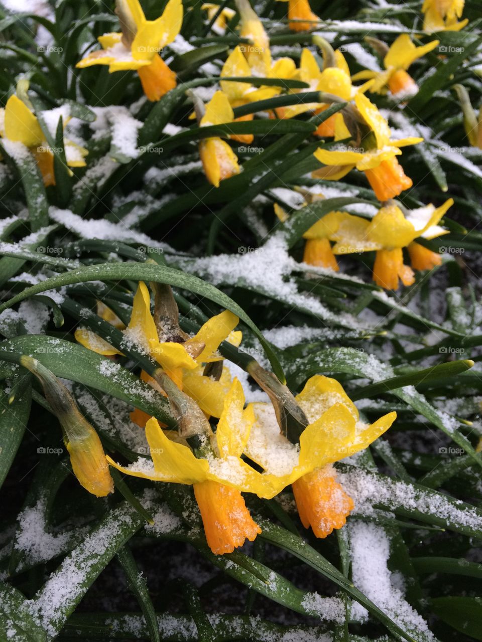 Spring?