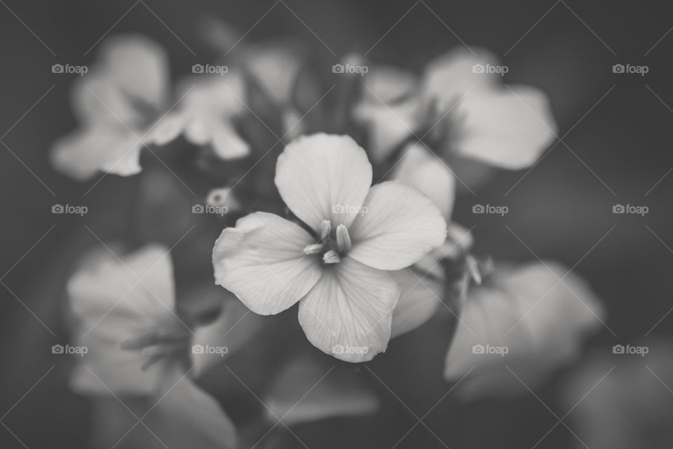 Close-up of flowers