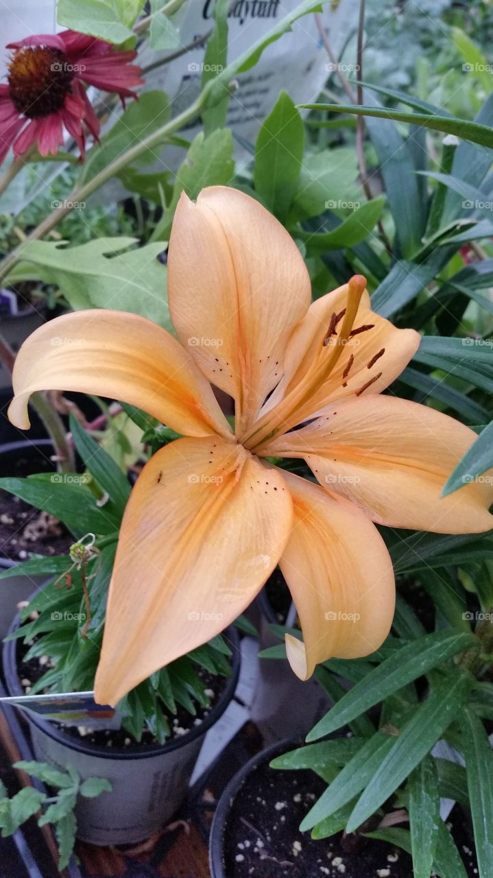 Golden lily
