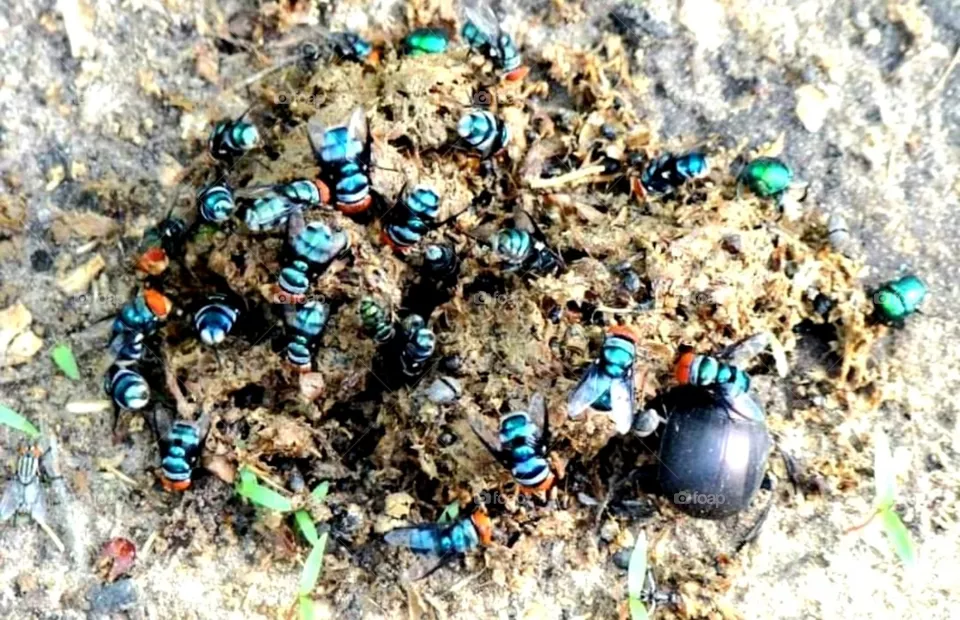 Dung beetle