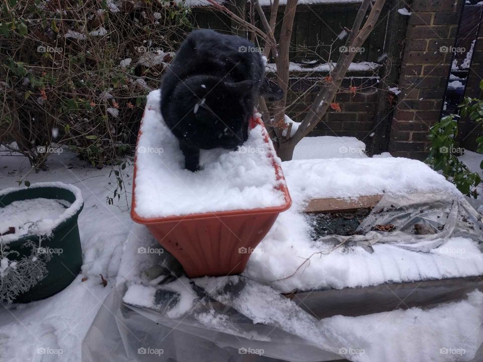 Garden with cat in the snow