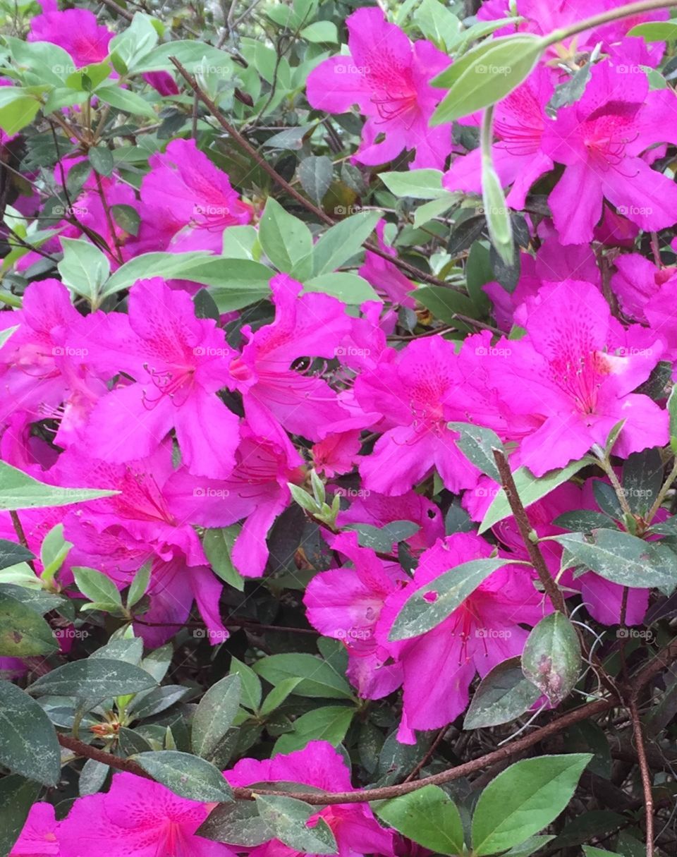 Pink azaleas