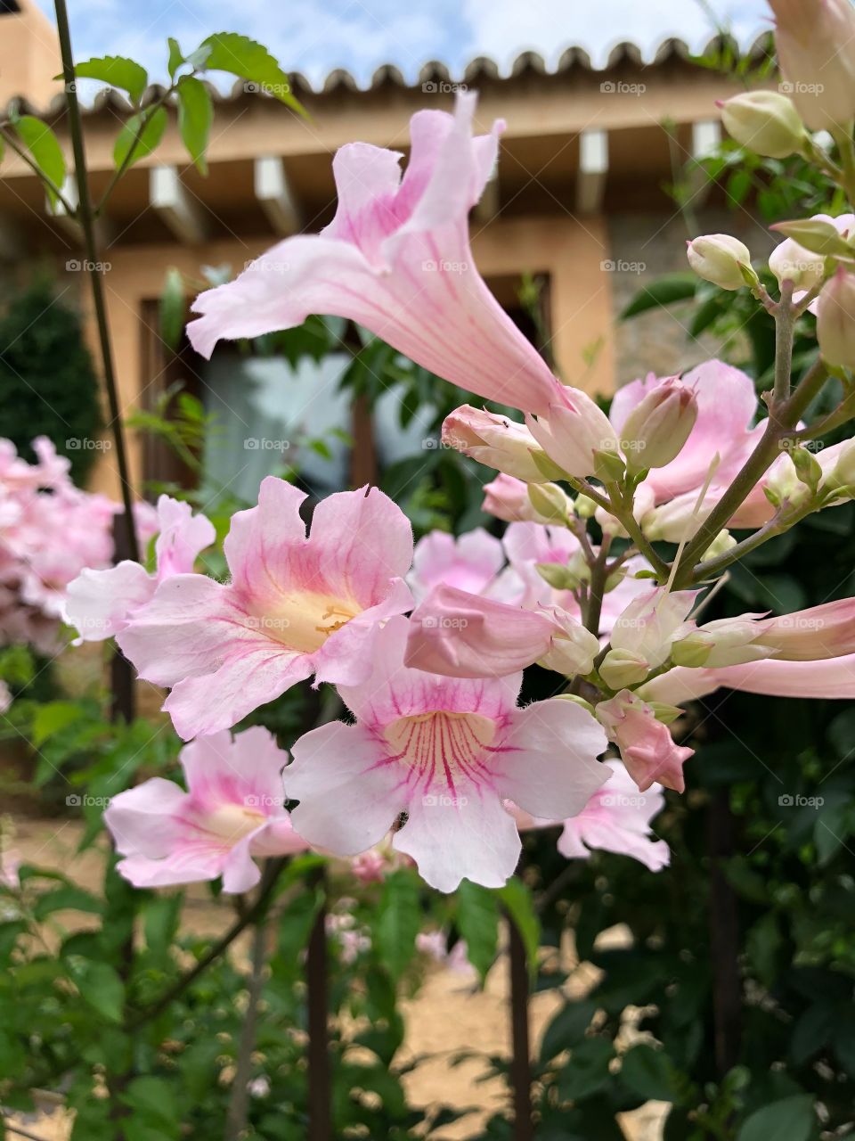 Pink pollen type flower  