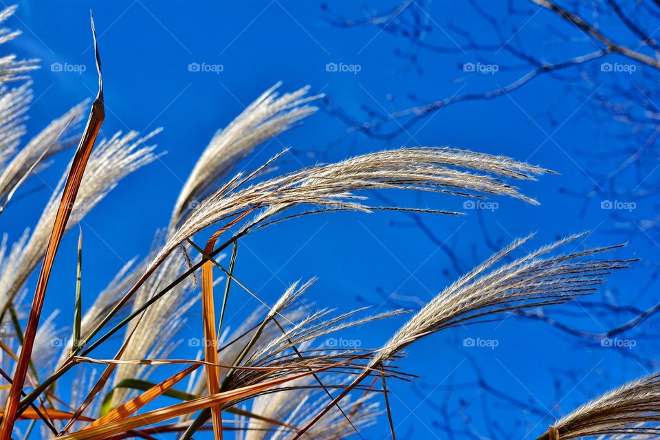 Ornamental Grasses