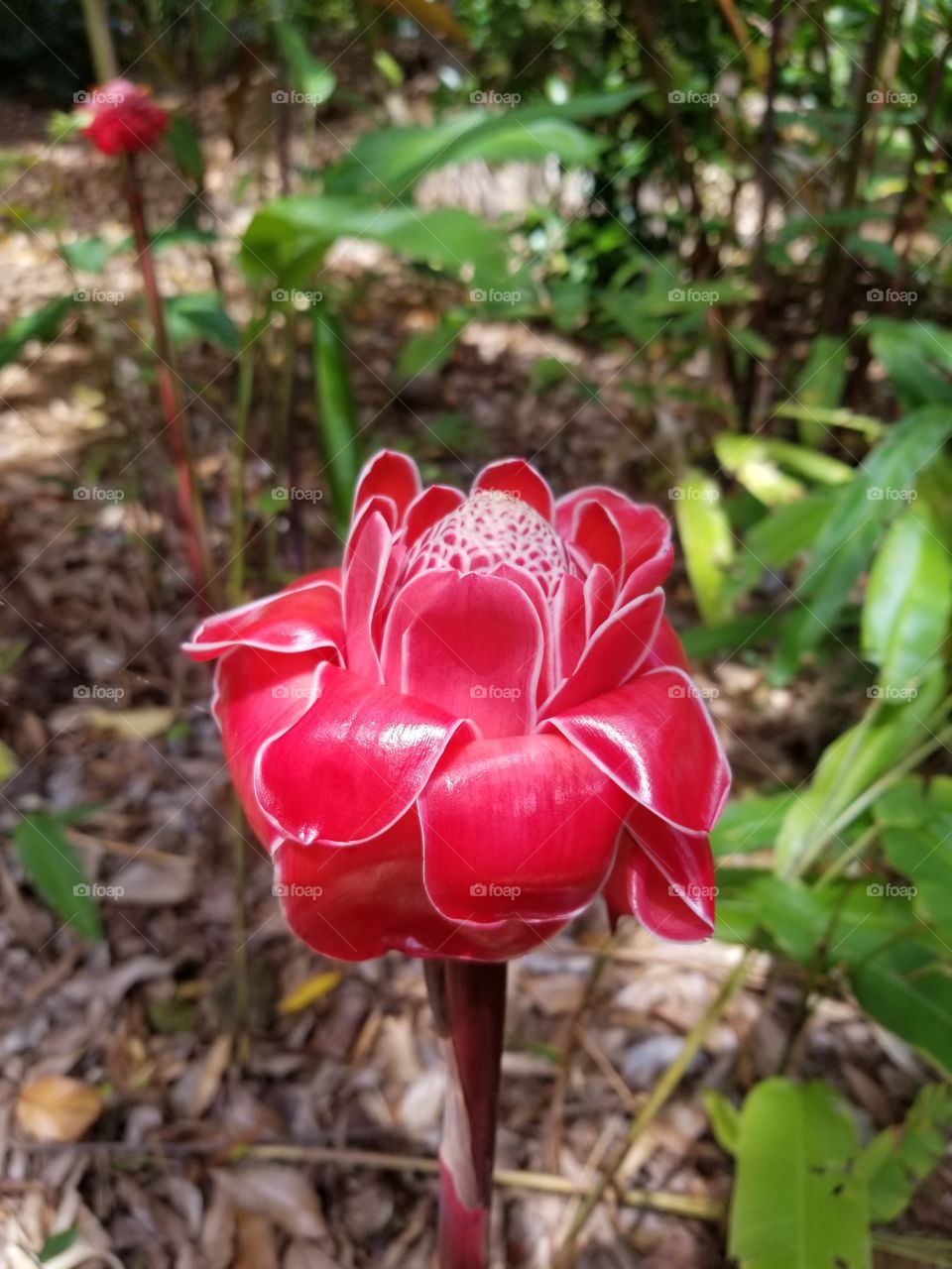 First stages of blooming torch ginger, big Island