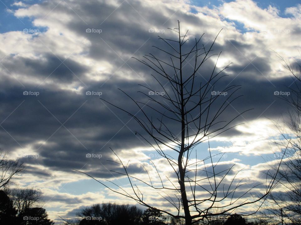 tree with cloudy sky