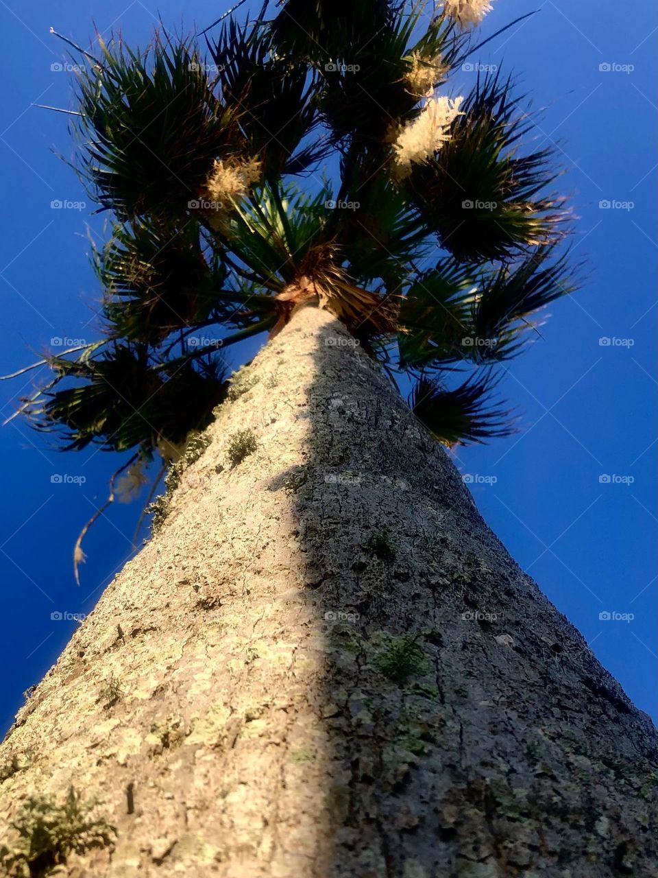 From below, a beautiful palm tree at sunset with the sun’s shadow cast across half of its trunk. 