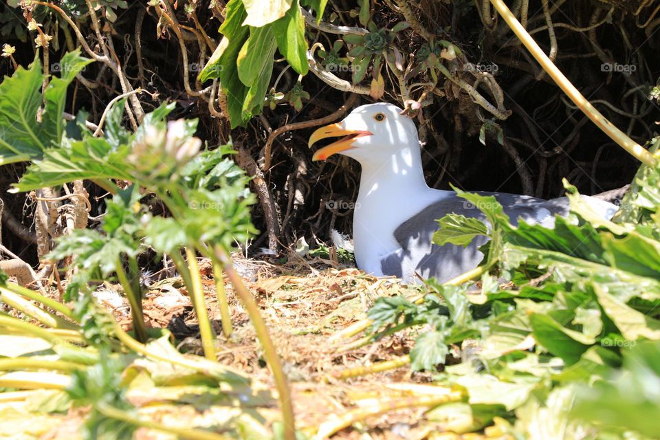 Egg hatching bird