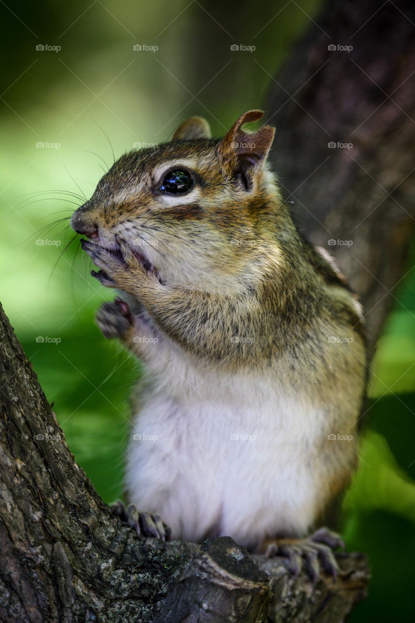 Portrait of a cute chipmunk