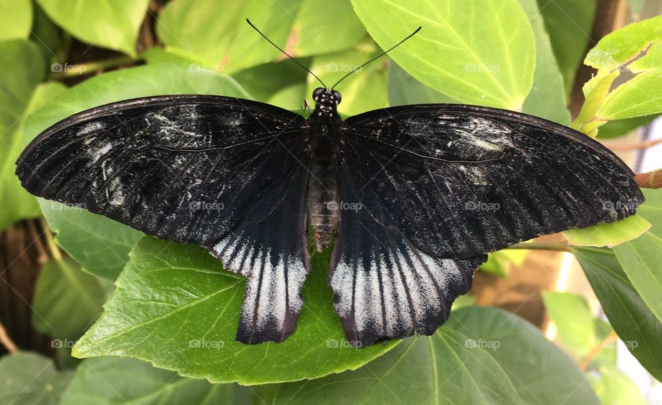 Black butterfly 