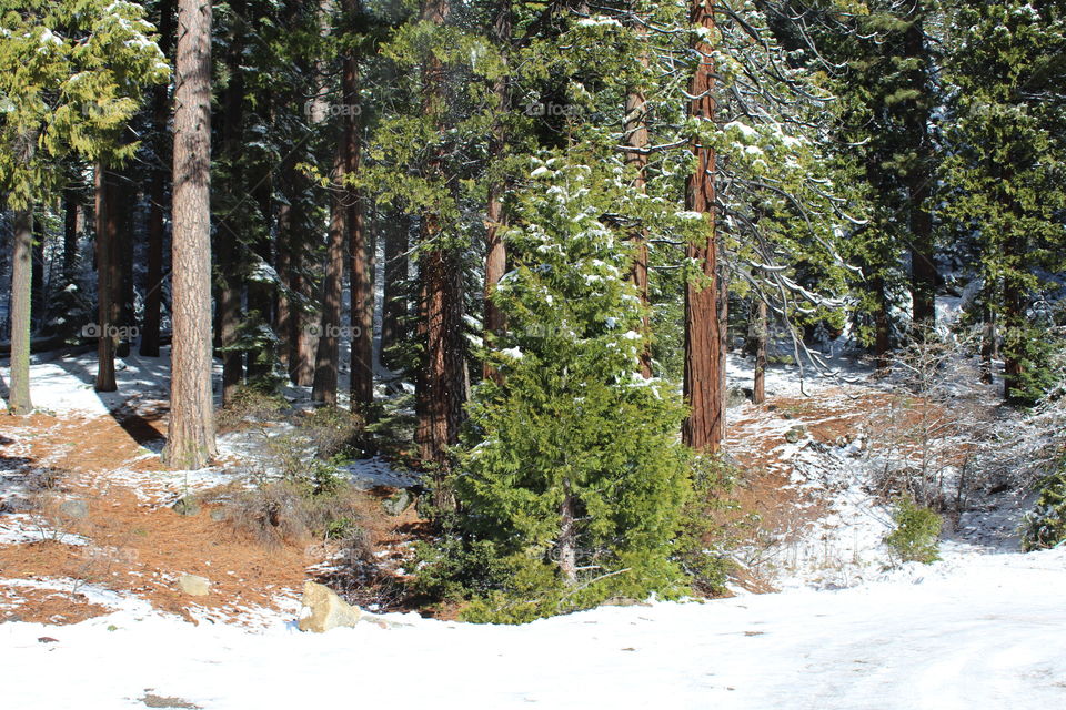 snow Forest