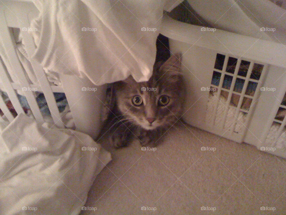 cat laundry scared hiding by exworld