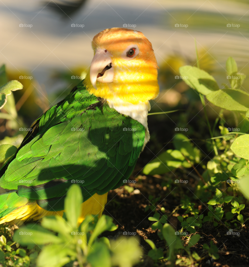 Sunlight on parrot