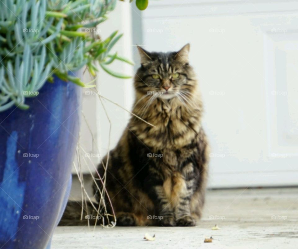 Cat sitting near pot plant