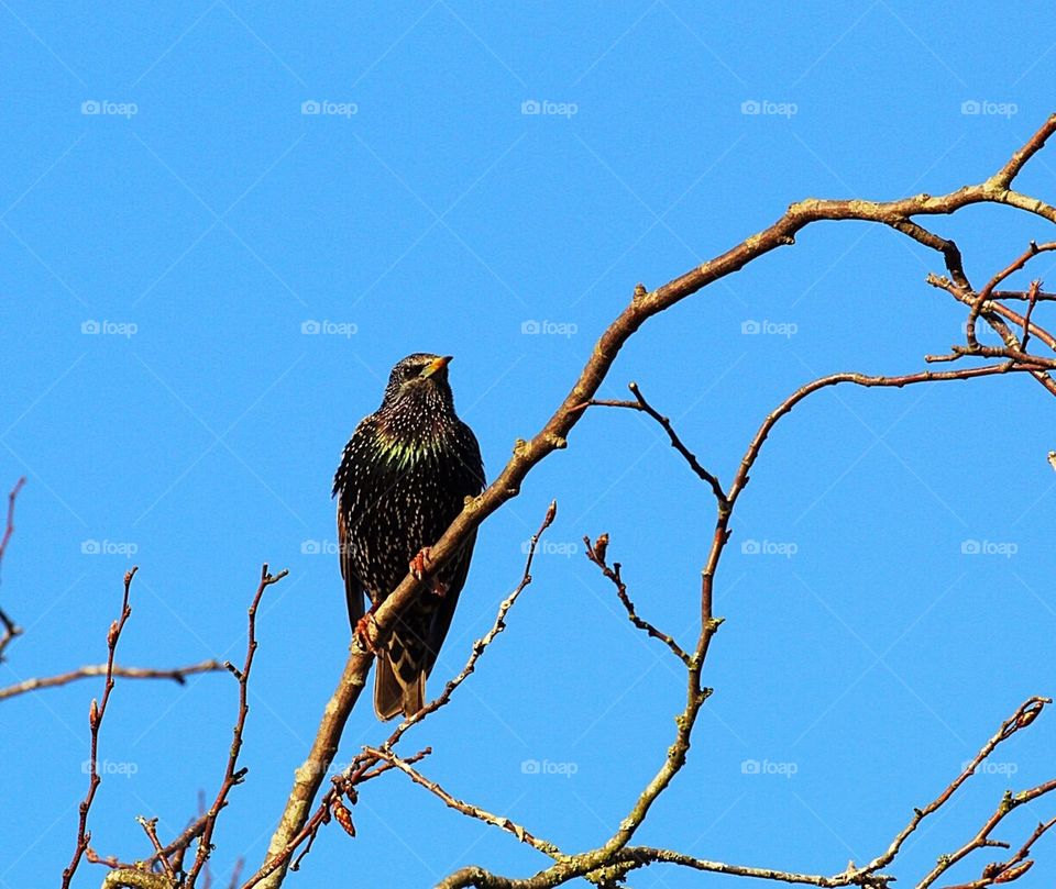 Starling perching in tree