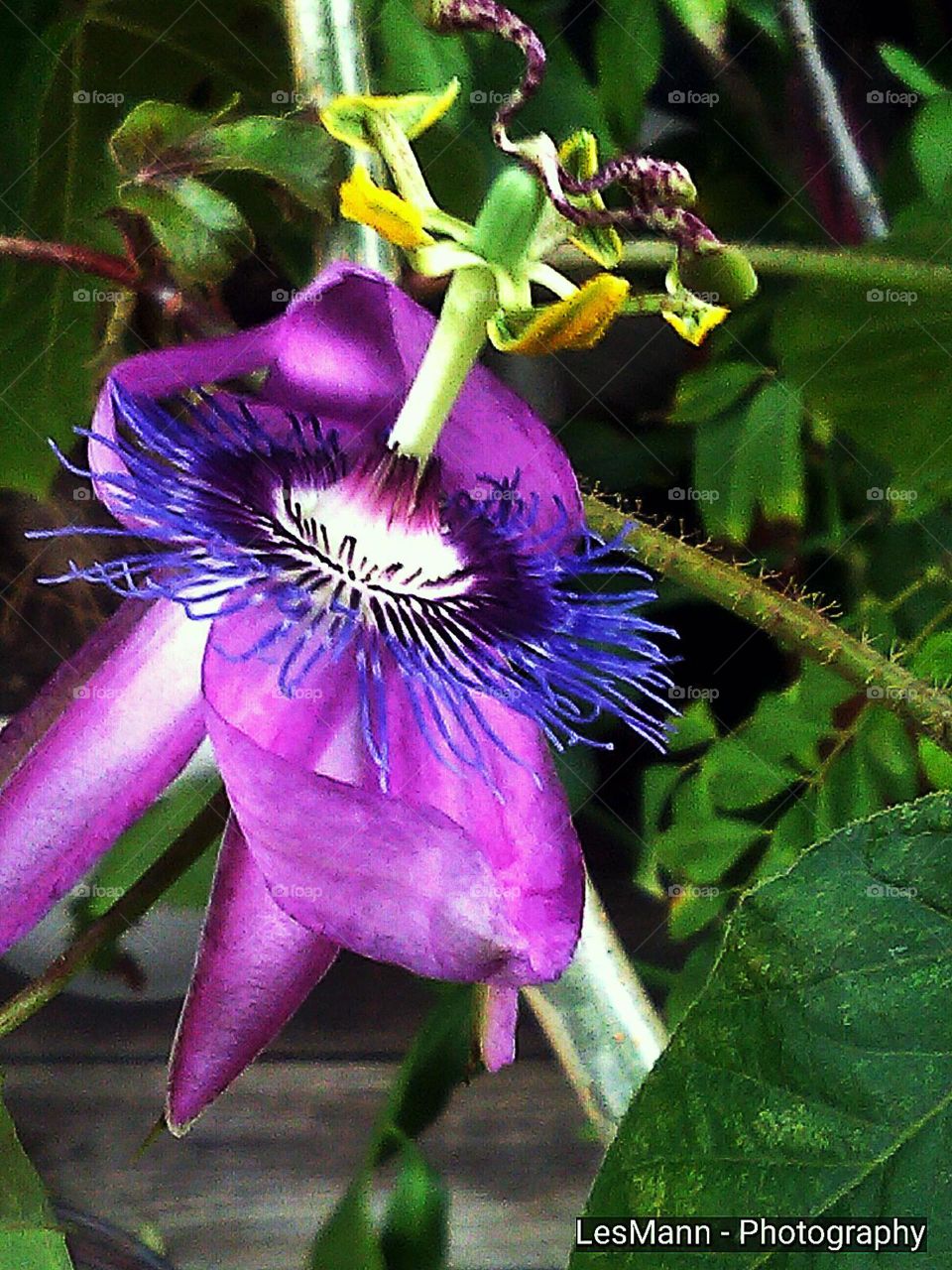 Passion Flower Blooming
