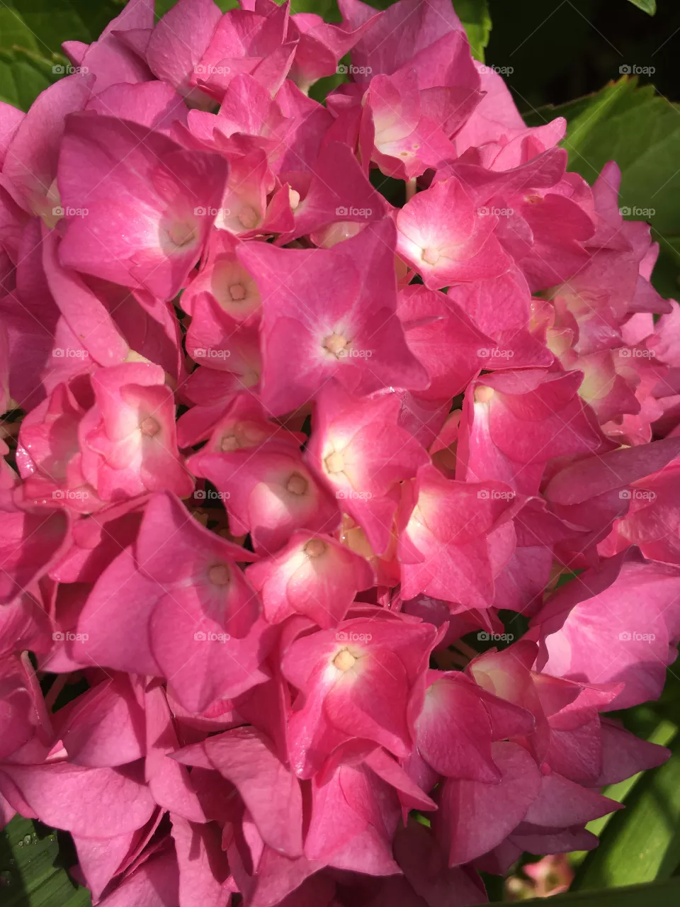 Beautiful flowers pink 
