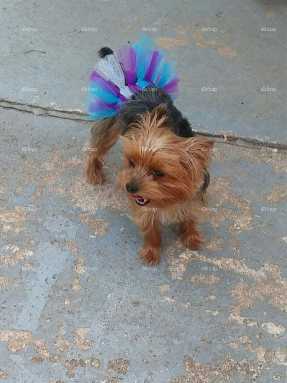 sage modeling my pet accessories