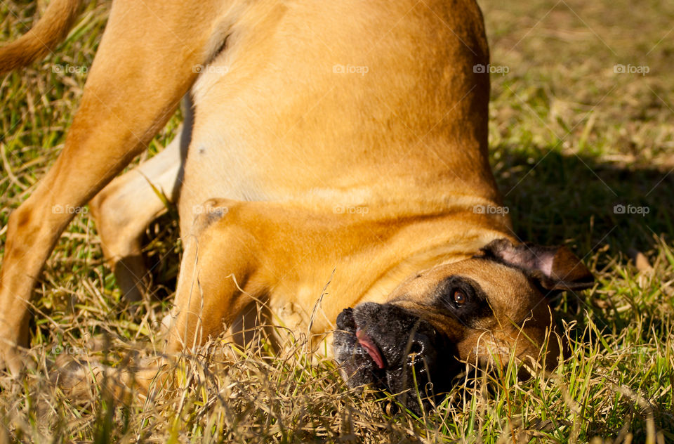 Furry friends having fun! Image of dog rolling in the grass