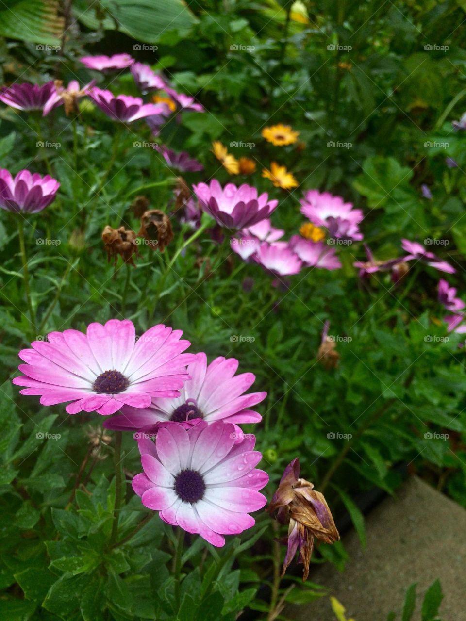 Macro shot flowers 