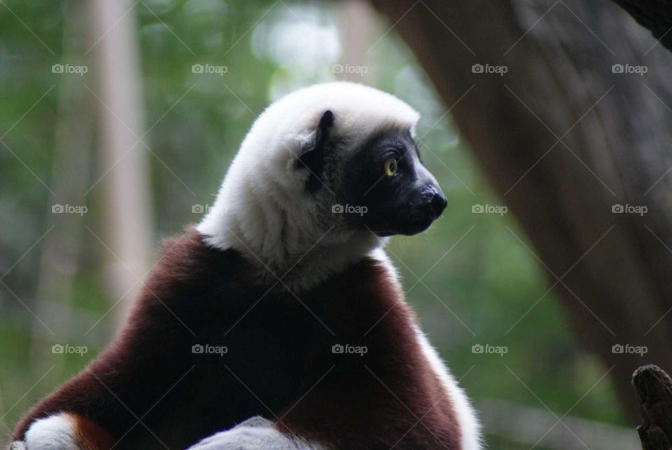 Close-up of sifaka