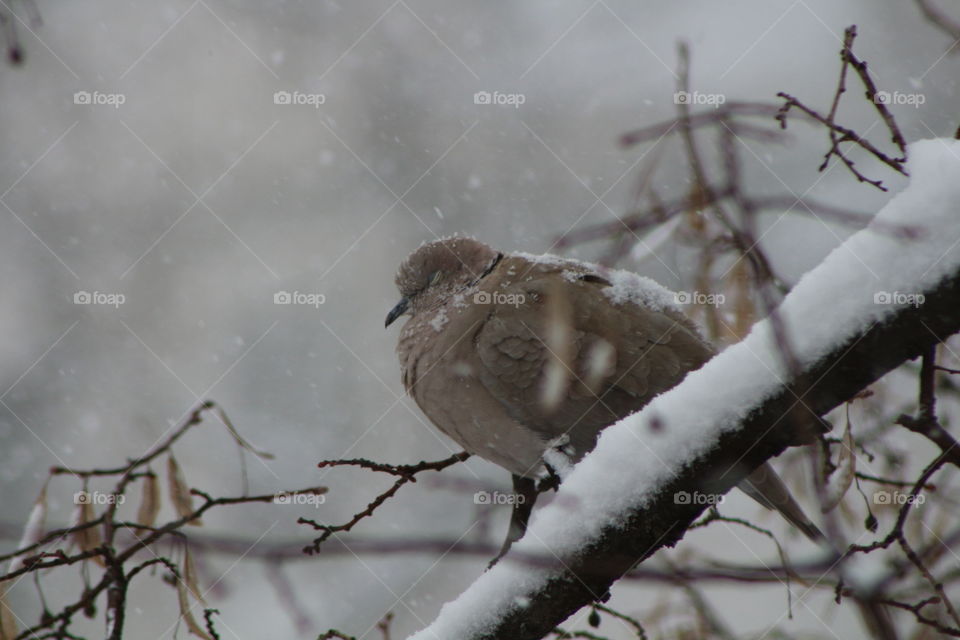 Dove 