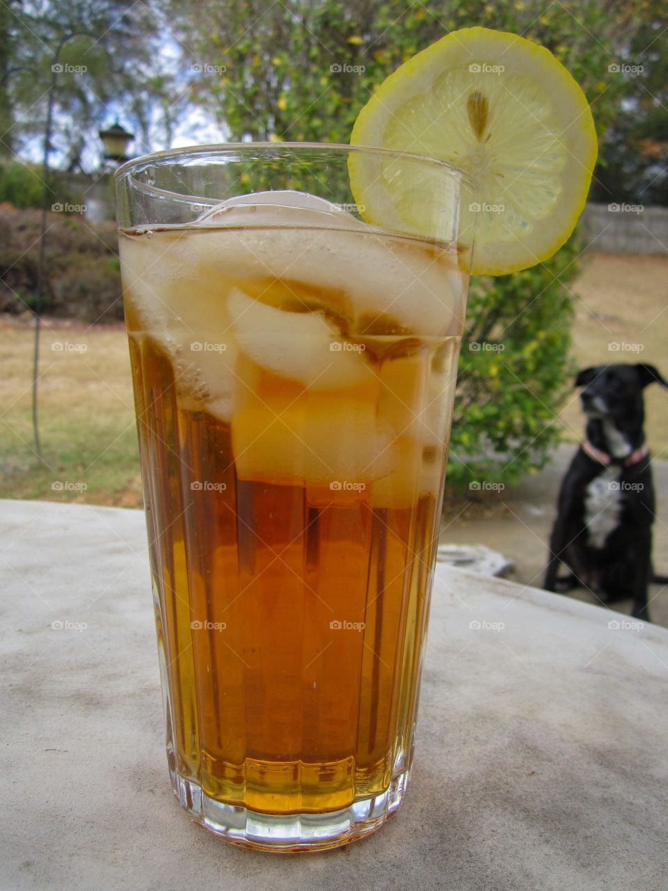 Iced Tea with Puppy