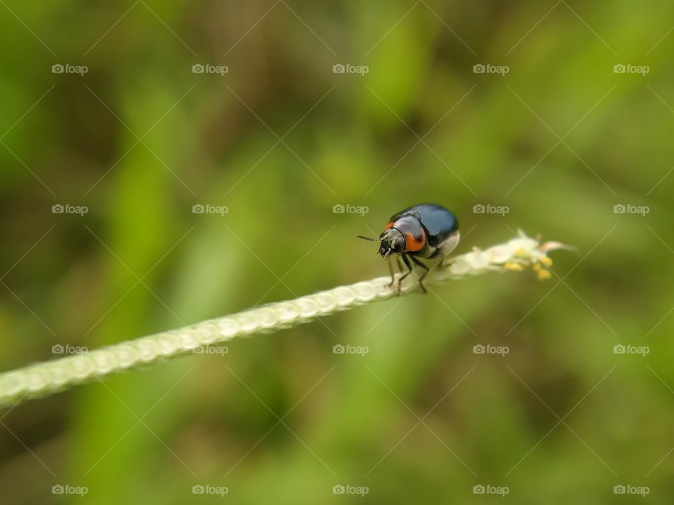 Ladybug on the grass.