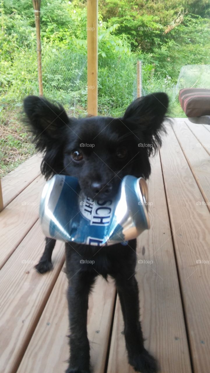 busch beer can black Chihuahua dog puppy nature country naughty funny adorable little cute outside deck funny
