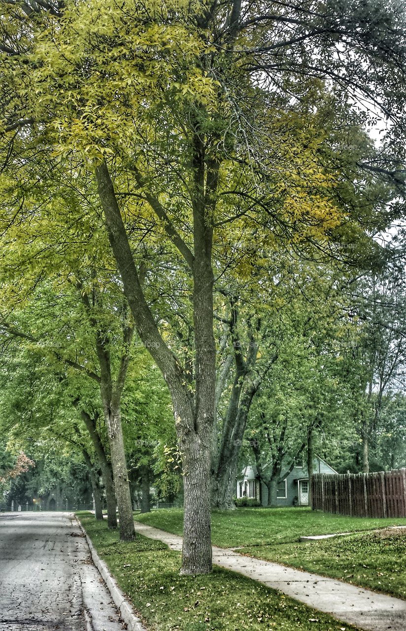 Nature. Tree Lined Street