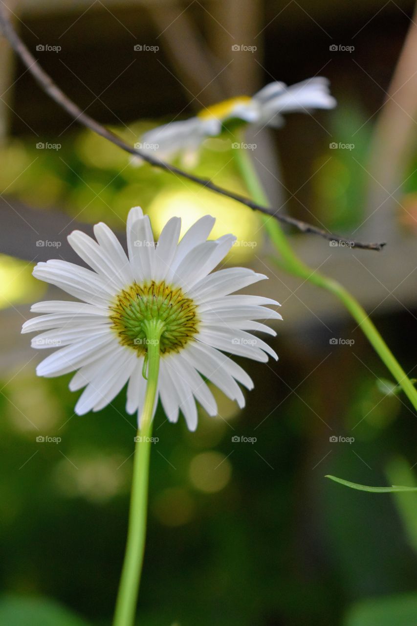 Backside of a Daisy