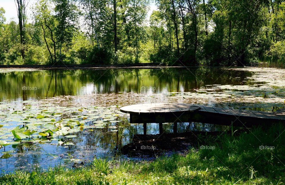 Nature. Pier at the Pond