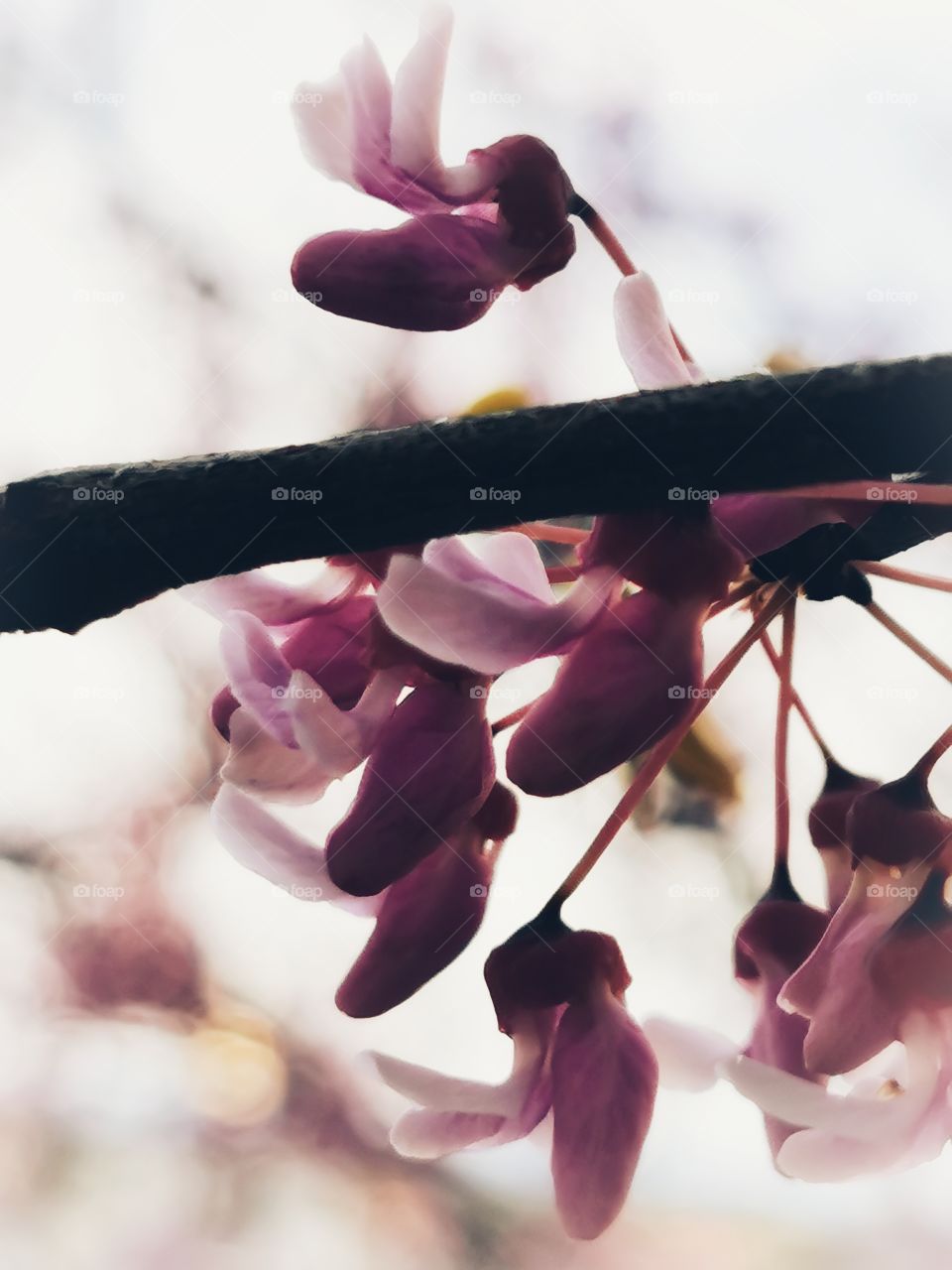 Spring wild nature Pink flower outdoor green plant Park