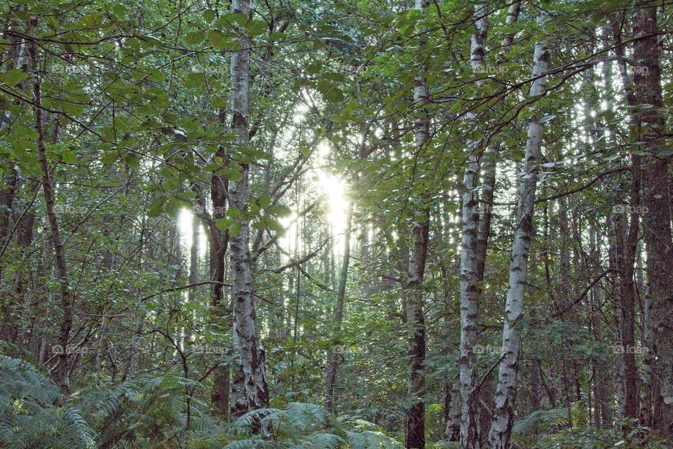 forest in the morning