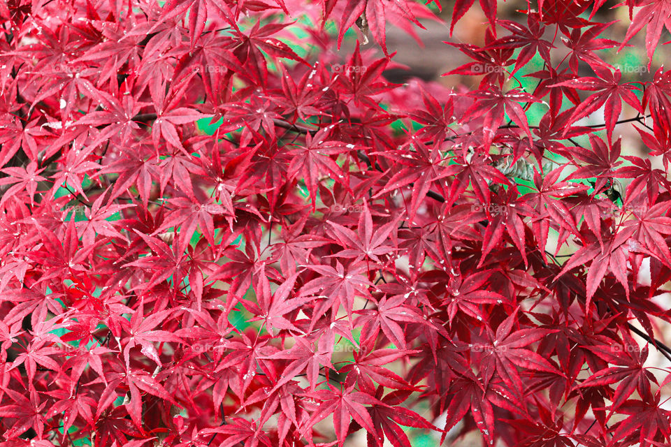 Japanese Maple Tree