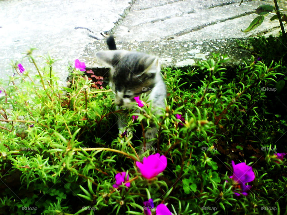 sweet cat in flowers