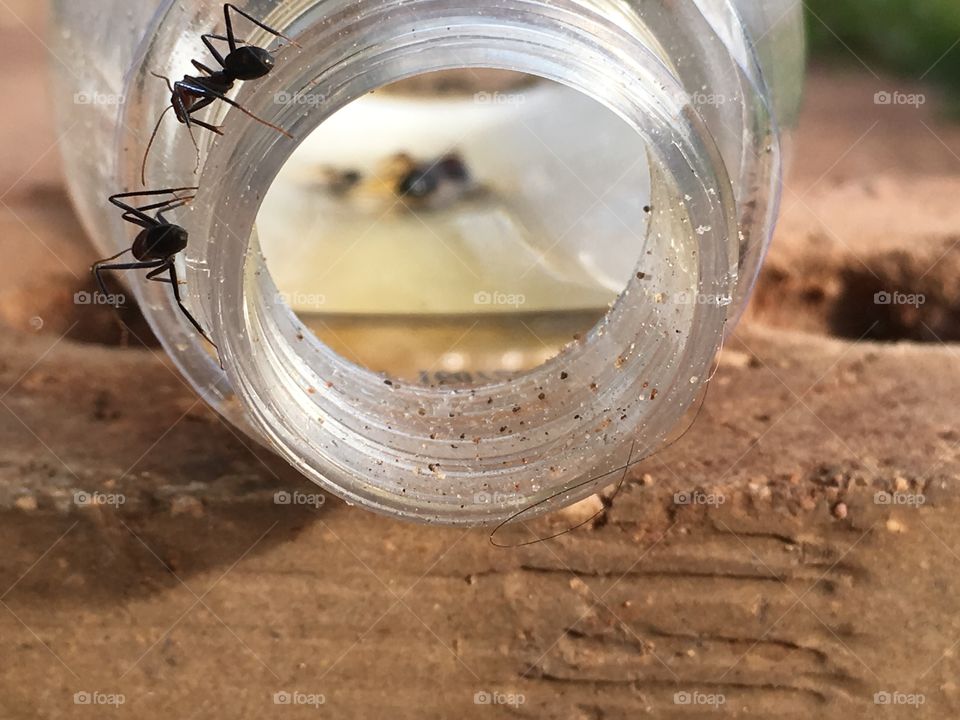 Worker ants on rim of glass jar which is laying on its side