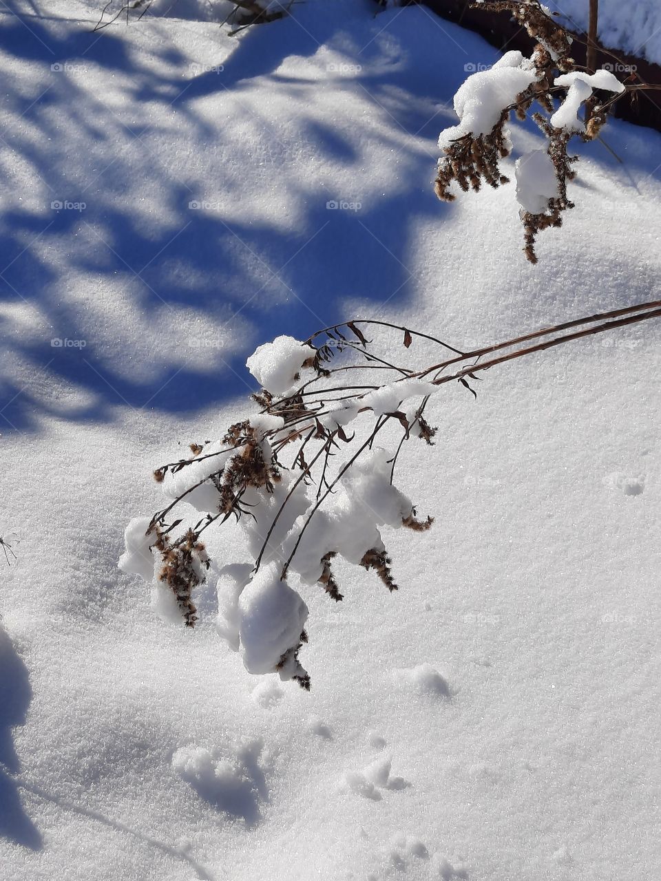 sunlit heavy snow caps on dried flowers of goldenrod