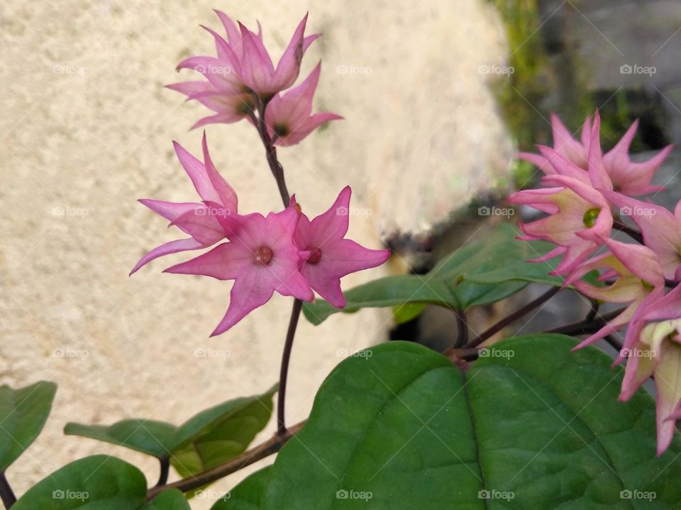 Pink flower on the park