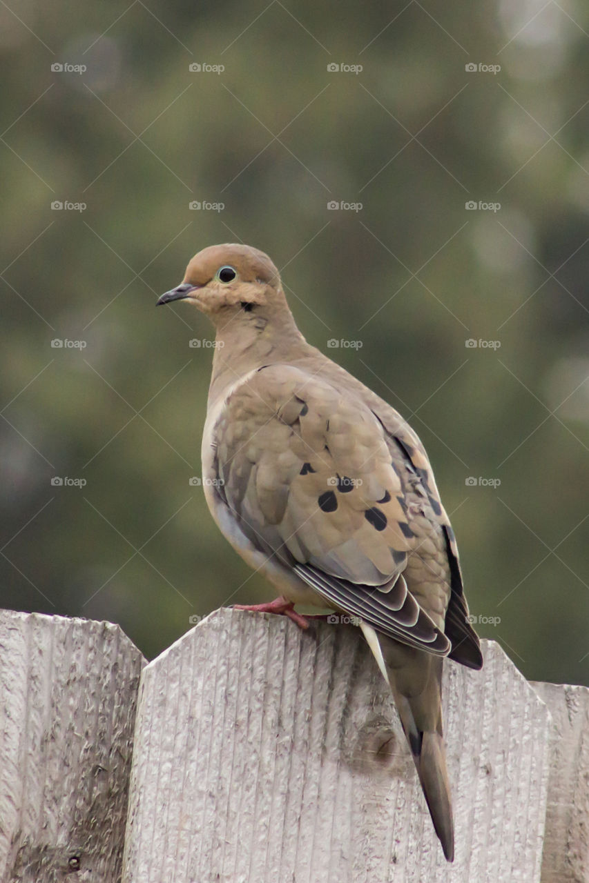 Close-up of dove